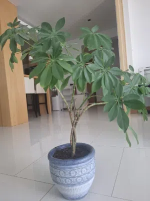 Indoor plants for sale along with vases.