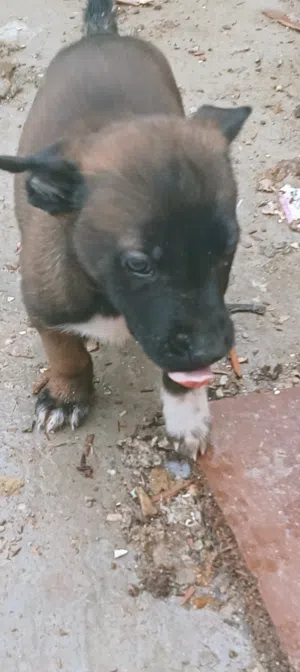 جراوة للبيع