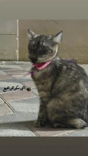 قطط متنوعه للبيع