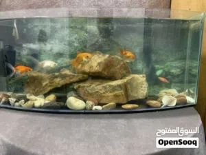 حوض سمكً اثنين بسعر حرق