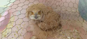 بيبي بومة..