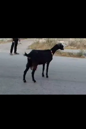 بسم الله ماشاء الله تبارك الرحمن عنز مقنوي اول بطن هادا اجديد حليبها اكويس الله يطرح البركه