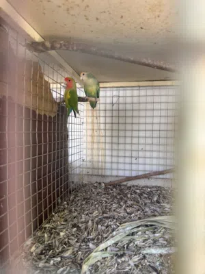 للبيع زوج روز