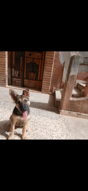 جروة جيرمن للبيع