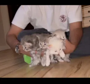 maine connection Persian mix / selling all kittens and parents