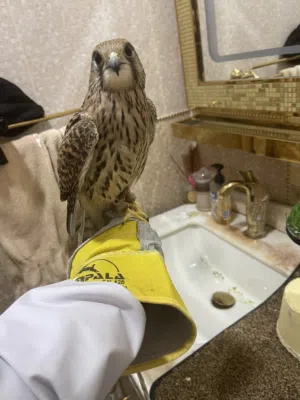 طير باشق ولا حماميج
