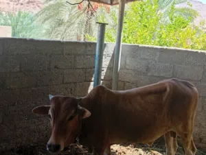 سلام عليكم ورحمه الله وبركاته اخواني الاعزاء يتوفر لدينا عجلان وا بقره عشر ف شهر 1 وا عجله عشر ف شهر
