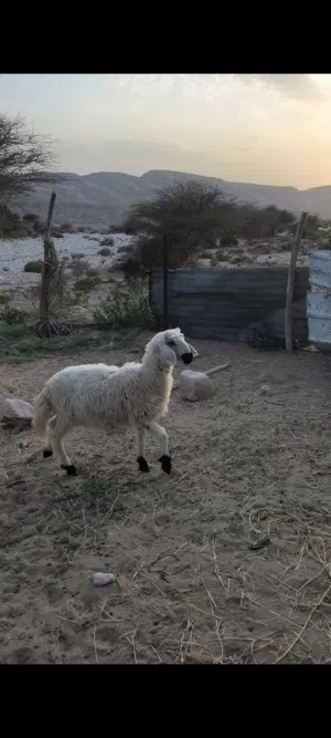 حمله سمينه ماشاءالله