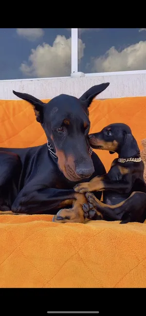 Doberman0