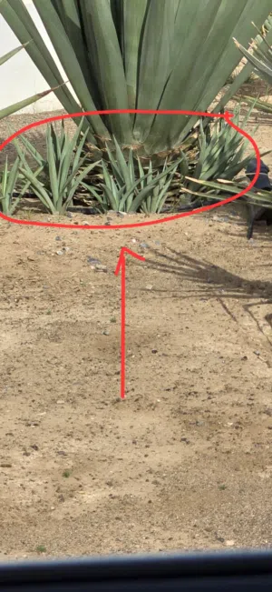 اشجار الزينة