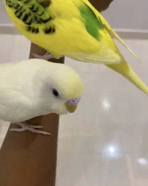 زوج بادجي اليف للبيع
