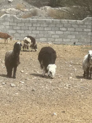 بيع حيوانات