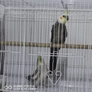 طيور كوكتيل زوج للبيع