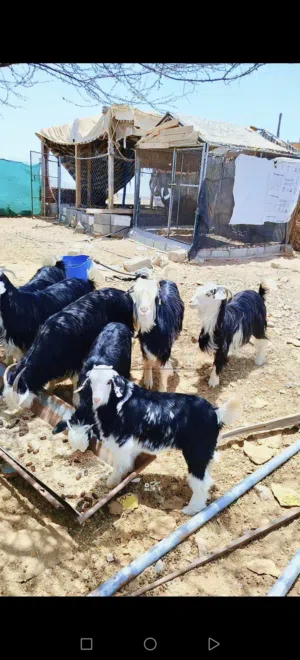 للبيع حلال رحبي تابع الاعلان