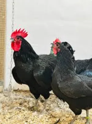 كتاكيت دجاج استرالوب عمر يوم احجز الان زوج ب 50