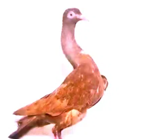 جواز شواكر شغالات كفاله