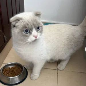 قط نادر سكوتش فولد جميل جدا