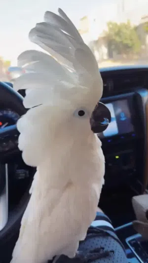 كوكاتو امبريلا فرخ