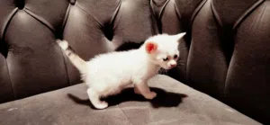 قطه صغيره شيرازي شهرين المكان