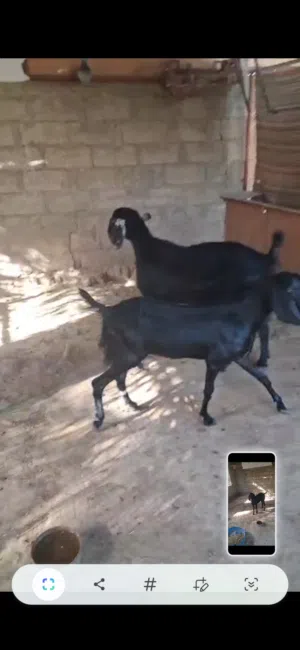 للبيع هوش  2