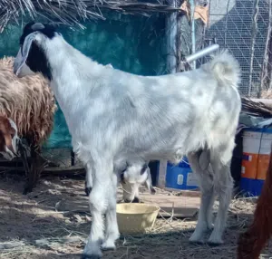 للبيع ذبايح تيوس 4 وسخلات 3