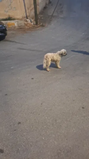 مجانا كلب رو