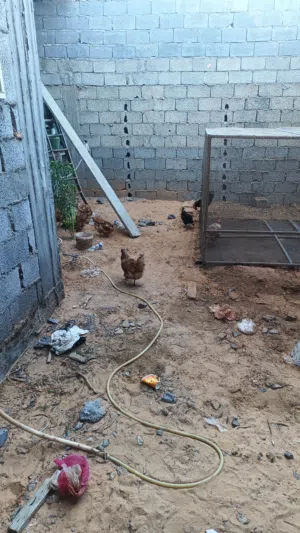 دجاج عربي و احمر