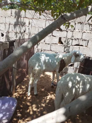خروف مش امبدل