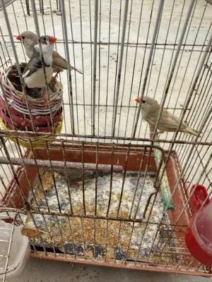 كوبيتين زيبرا وحدة تحتها 5 فروخ