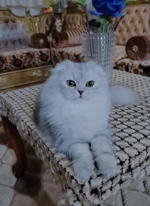 قطه سكوتش فولد سلفر