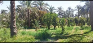 موقع جدا مميز 5دوانم في بغداد البو عيثه واجهيه 50م ونزال 50  تحتوي ع اشجار مثمرة