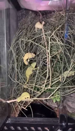 للبيع Veiled Chameleon