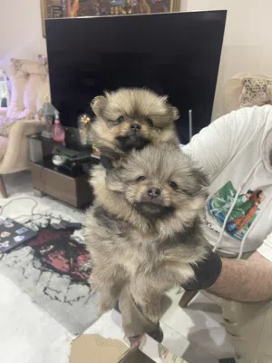 جراوي بومرنيان ذكر وانثى