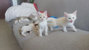 للتبني قطط