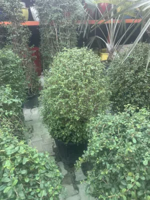 تنسيق حدائق ونخيل