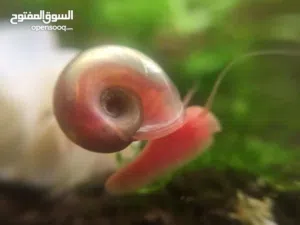 Pink Ramshorn Snails حلزونات