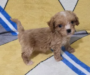 toy maltipoo
