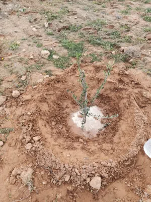 Farm Land for Sale in Misrata AlSakt
