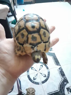 Turtles4