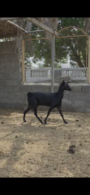 شاه طيبه حجم ممتاز