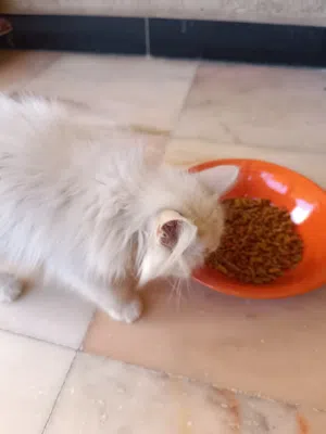 قطة شيرازي
