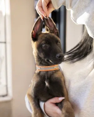 اقوى واجمل جراء بلجم مالينو في الاردن