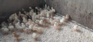 للبيع صيصان فرنسي