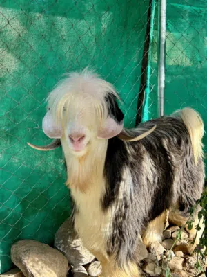 ما شاءالله للبيع فحل من حلال الرحوب  حلال نظيف وطيب