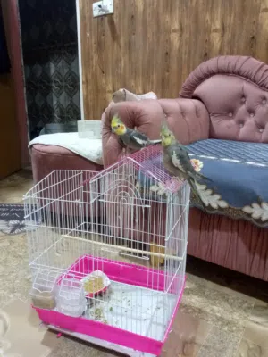 كوكتيل أليف ويغردنثيه وذكر