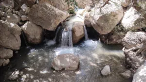 زهور الياسمين