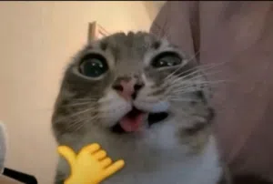 KW 