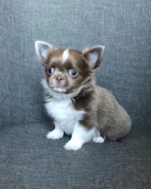 Chihuahua puppies