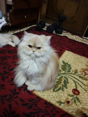 قطة شرازى نتايه