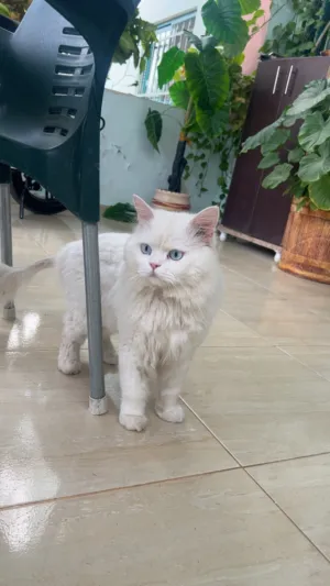 قطه للبيع بسعر مميز